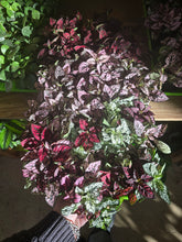 Load image into Gallery viewer, splash plants
