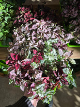 Load image into Gallery viewer, splash plants
