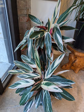 Load image into Gallery viewer, stromanthe triostar plants

