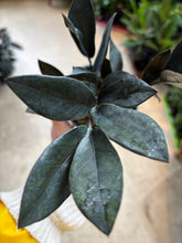 Load image into Gallery viewer, 4&quot; ZZ Oscura
