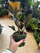 Load image into Gallery viewer, 4&quot; ZZ Oscura
