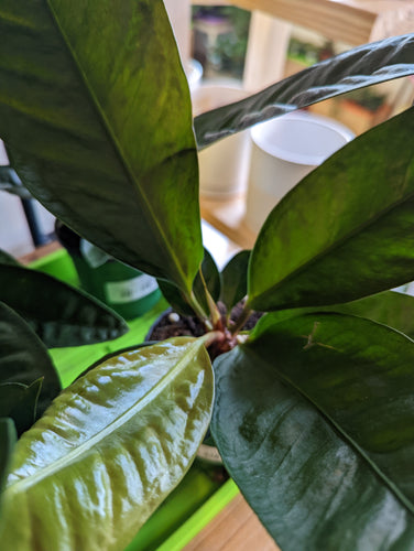 anthurium superbum