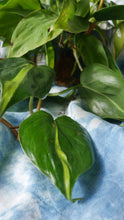 Load image into Gallery viewer, 6&quot; Philodendron Brasil
