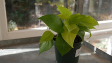 Load image into Gallery viewer, 4&quot; Philodendron Lemon
