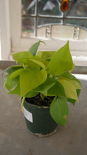 Load image into Gallery viewer, 4&quot; Philodendron Lemon

