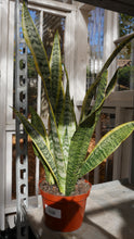 Load image into Gallery viewer, 6&quot; Sansevieria &#39;Laurentii&#39;
