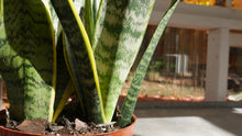 Load image into Gallery viewer, 6&quot; Sansevieria &#39;Laurentii&#39;
