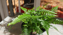 Load image into Gallery viewer, 6&quot; Footed Fern
