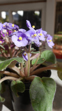 Load image into Gallery viewer, 4&quot; African Violet
