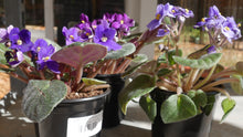 Load image into Gallery viewer, 4&quot; African Violet
