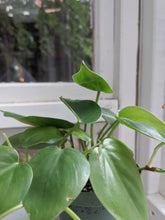 Load image into Gallery viewer, 4&quot; Philodendron cordatum
