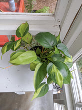 Load image into Gallery viewer, 4&quot; Philodendron Brasil

