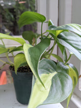 Load image into Gallery viewer, 4&quot; Philodendron Brasil
