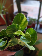 Load image into Gallery viewer, 4&quot; Peperomia (asst.)
