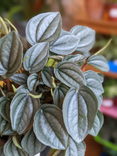 Load image into Gallery viewer, 4&quot; Peperomia (asst.)
