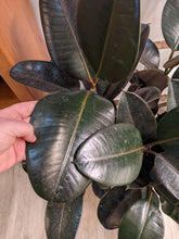 Load image into Gallery viewer, 10&quot; Ficus elastica
