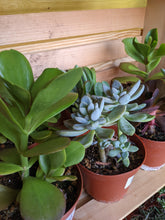 Load image into Gallery viewer, 4&quot; Succulent (Assorted)
