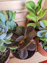 Load image into Gallery viewer, 4&quot; Succulent (Assorted)
