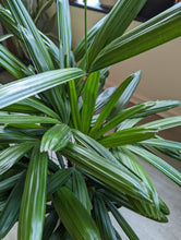 Load image into Gallery viewer, 10&quot; Lady Palm (Rhapis Palm)
