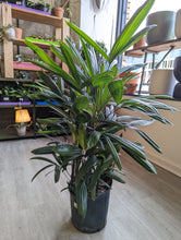Load image into Gallery viewer, 10&quot; Lady Palm (Rhapis Palm)
