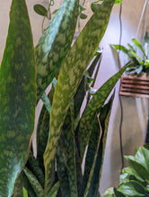 Load image into Gallery viewer, 10&quot; Sansevieria Jaboa (Shark Fin)
