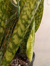 Load image into Gallery viewer, 10&quot; Sansevieria Jaboa (Shark Fin)

