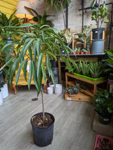 Load image into Gallery viewer, 10&quot; Ficus alii
