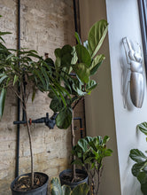 Load image into Gallery viewer, 10&quot; Ficus lyrata

