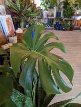 Load image into Gallery viewer, 10&quot; Monstera Deliciosa
