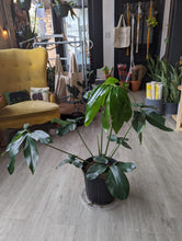 Load image into Gallery viewer, 10&quot; Philodendron Goeldii
