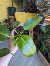 Load image into Gallery viewer, 4&quot; Philodendron Jose Buono
