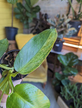 Load image into Gallery viewer, 4&quot; Philodendron Jose Buono
