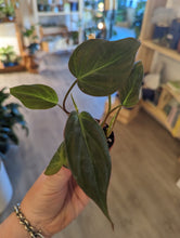Load image into Gallery viewer, 2&quot; Philodendron Micans
