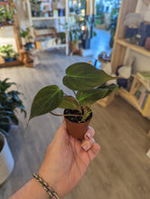 Load image into Gallery viewer, 2&quot; Philodendron Micans
