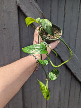 Load image into Gallery viewer, 4&quot; Epipremnum Pinnatum Albo

