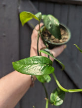 Load image into Gallery viewer, 4&quot; Epipremnum Pinnatum Albo
