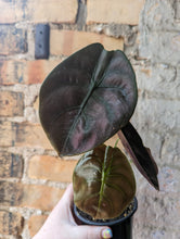 Load image into Gallery viewer, 4&quot; Alocasia Cuprea
