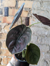 Load image into Gallery viewer, 4&quot; Alocasia Cuprea
