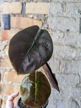 Load image into Gallery viewer, 4&quot; Alocasia Cuprea
