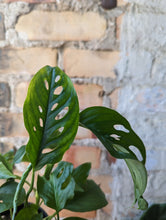 Load image into Gallery viewer, 5&quot; Monstera adansonii
