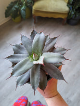 Load image into Gallery viewer, 6&quot; Agave parryi &#39;J.C. Raulston&#39;
