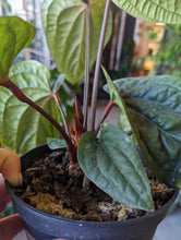 Load image into Gallery viewer, 6&quot; Anthurium Rad x Lux
