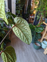 Load image into Gallery viewer, 6&quot; Anthurium Rad x Lux
