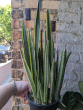 Load image into Gallery viewer, 6&quot; Bantel Sensation Snake Plant
