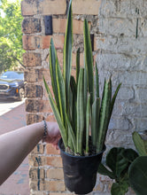 Load image into Gallery viewer, 6&quot; Bantel Sensation Snake Plant
