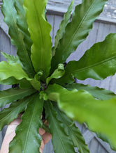 Load image into Gallery viewer, 6&quot; Birds Nest Fern
