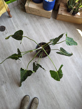 Load image into Gallery viewer, 10&quot; Philodendron Bernardopazi
