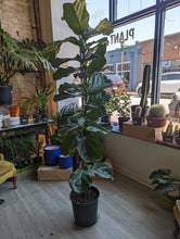 Load image into Gallery viewer, 12" Ficus Lyrata (Bush)
