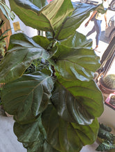 Load image into Gallery viewer, 12" Ficus Lyrata (Bush)
