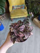 Load image into Gallery viewer, 4&quot; Hypoestes Splash Plant

